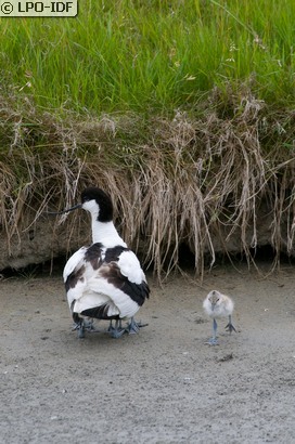 Avocette élégante