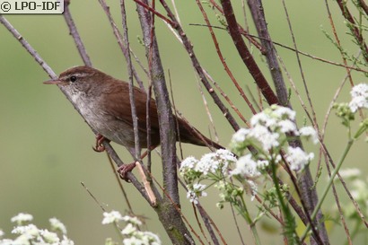 Bouscarle de Cetti