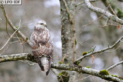 Buse variable