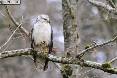 Buse variable