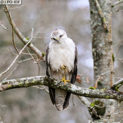 Buse variable