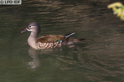 Canard mandarin