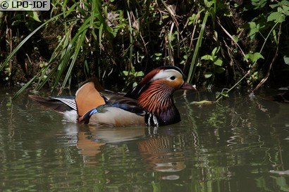 Canard mandarin