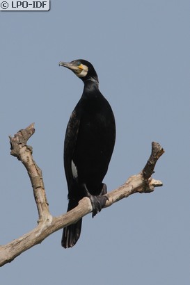 Grand Cormoran