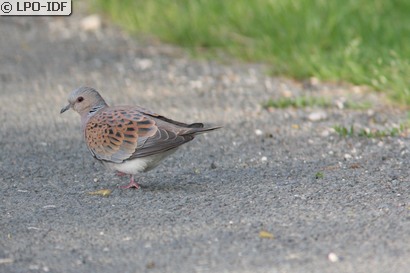 Tourterelle des bois
