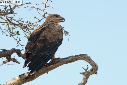 Aigle ravisseur