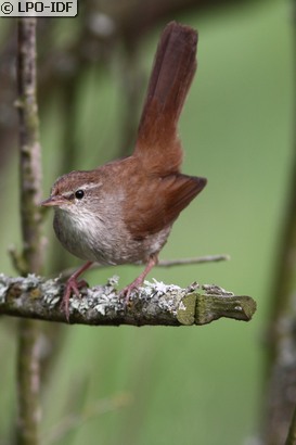 Bouscarle de Cetti