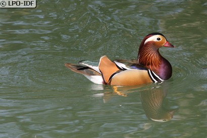 Canard mandarin