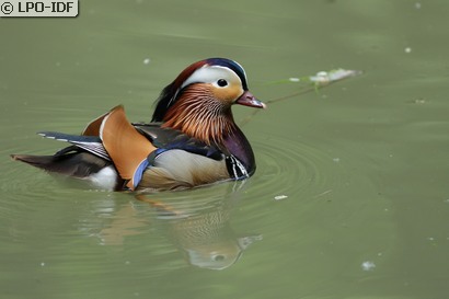 Canard mandarin
