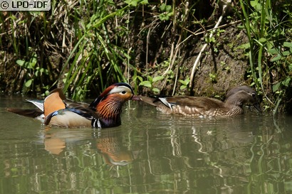 Canard mandarin