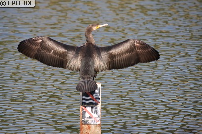 Grand Cormoran