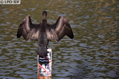 Grand Cormoran