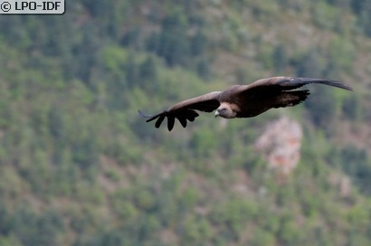 Vautour fauve