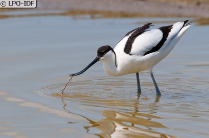 Avocette élégante