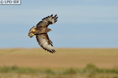 Buse variable