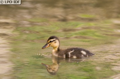 Canard colvert