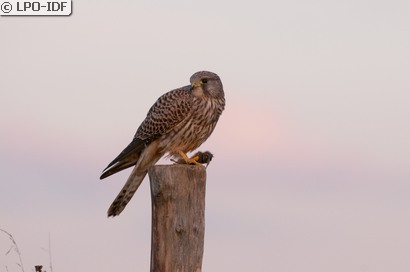 Faucon crécerelle