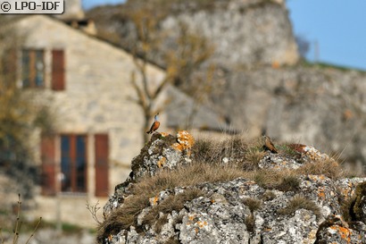 Monticole de roche