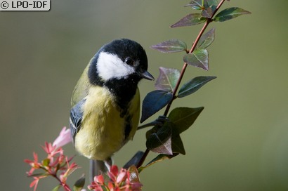 Mésange charbonnière