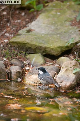Mésange noire