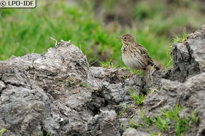 Pipit farlouse