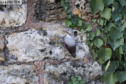 Tichodrome échelette