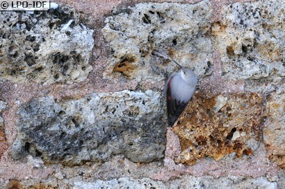 Tichodrome échelette