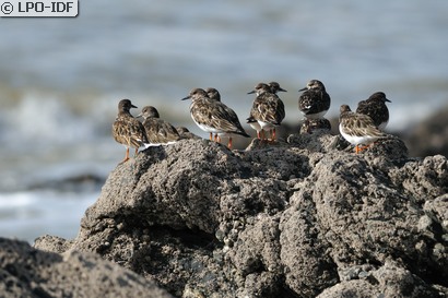 Tournepierre à collier
