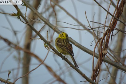 Bruant jaune