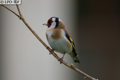 Chardonneret élégant