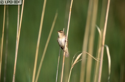 Phragmite des joncs