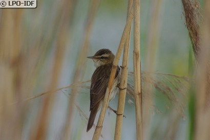 Phragmite des joncs