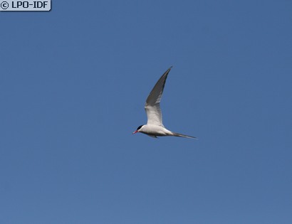 Sterne arctique