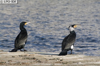 Grand Cormoran