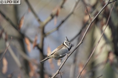 Mésange huppée