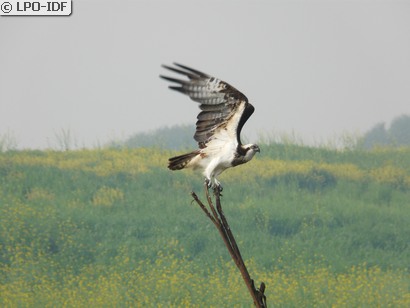 Balbuzard pêcheur