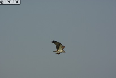 Balbuzard pêcheur