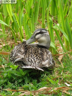 Canard colvert