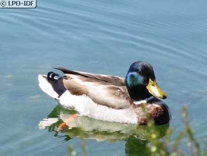 Canard colvert