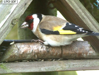 Chardonneret élégant