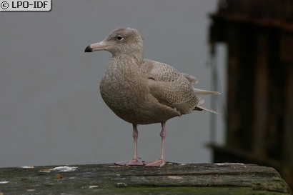 Goéland bourgmestre