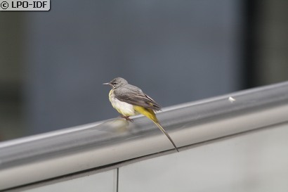 Bergeronnette des ruisseaux