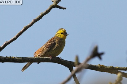Bruant jaune