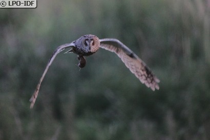 Hibou moyen-duc