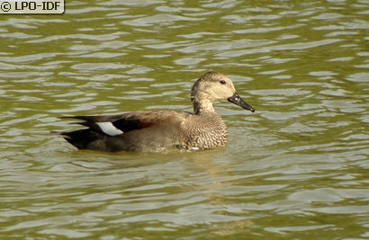 Canard chipeau