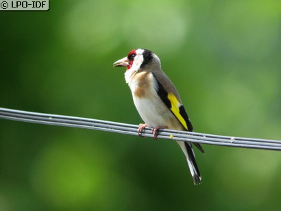 Chardonneret élégant