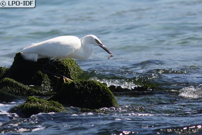 Aigrette garzette