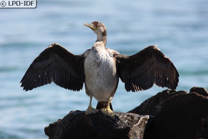 Grand Cormoran