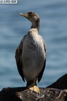 Grand Cormoran