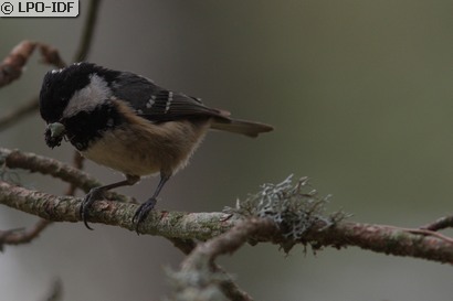 Mésange noire